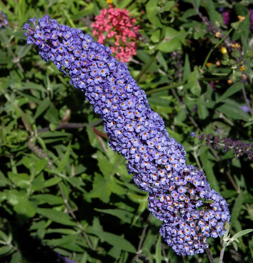 Sommerflieder Blue Chip 40-60cm - Buddleja 1 Sommerflieder Blue Chip 40-60cm - Buddleja