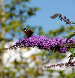 Sommerflieder Fascination 40-60cm - Buddleja