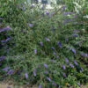 Sommerflieder Lochinch 40-60cm - Buddleja