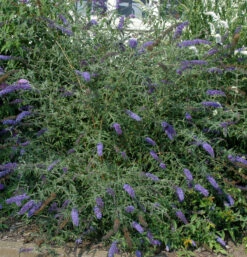 Sommerflieder Lochinch 40-60cm - Buddleja