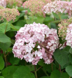 Ballhortensie Sweet Annabelle 40-60cm - Hydrangea Arborescens
