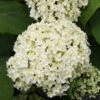 Ballhortensie Annabelle 80-100cm - Hydrangea Arborescens