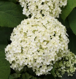Ballhortensie Annabelle 60-80cm - Hydrangea Arborescens
