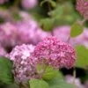 Ballhortensie Pink Annabelle 40-60cm - Hydrangea Arborescens
