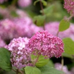 Ballhortensie Pink Annabelle 40-60cm - Hydrangea Arborescens