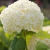 Ballhortensie Strong Annabelle 30-40cm - Hydrangea Arborescens