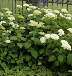 Ballhortensie Bounty 60-80cm - Hydrangea Arborescens
