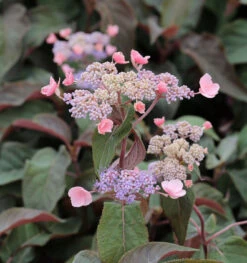 Fellhortensie Hot Chocolate® 40-60cm - Hydrangea Aspera