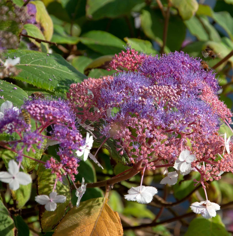 Fellhortensie Kawakami 40-60cm - Hydrangea Aspera 1 Fellhortensie Kawakami 40-60cm - Hydrangea Aspera