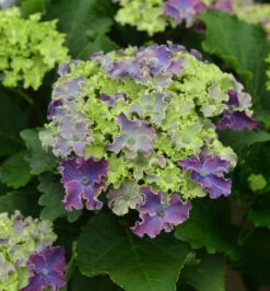 Bauernhortensie Curly Sparkle Blue Purple 30-40cm - Hydrangea Macrophylla