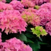 Bauernhortensie Early Pink 40-60cm - Hydrangea Macrophylla