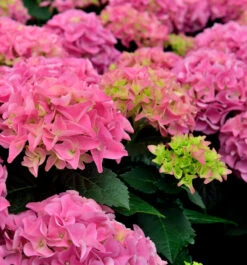 Bauernhortensie Early Pink 40-60cm - Hydrangea Macrophylla