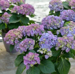 Bauernhortensie Early Blue 30-40cm - Hydrangea Macrophylla