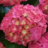 Bauernhortensie Everbloom Red Wonder® 30-40cm - Hydrangea Macrophylla