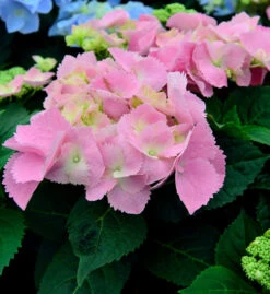 Bauernhortensie Frisbee Pink 30-40cm - Hydrangea Macrophylla