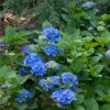 Bauernhortensie General Vicomtesse De Vibraye 30-40cm - Hydrangea Macrophylla