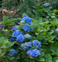 Bauernhortensie General Vicomtesse De Vibraye 30-40cm - Hydrangea Macrophylla