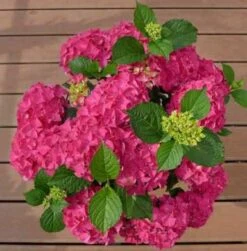 Bauernhortensie Hot Red 30-40cm - Hydrangea Macrophylla
