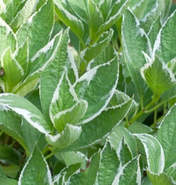 Bauernhortensie Light O Day 60-80cm - Hydrangea Macrophylla