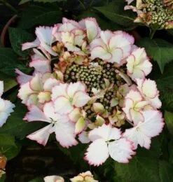 Bauernhortensie Love You Kiss® 30-40cm - Hydrangea Macrophylla