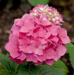 Bauernhortensie Red Baron 30-40cm - Hydrangea Macrophylla