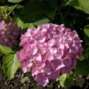 Bauernhortensie Schöne Bautznerin 40-60cm - Hydrangea Macrophylla