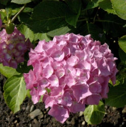 Bauernhortensie Schöne Bautznerin 40-60cm - Hydrangea Macrophylla