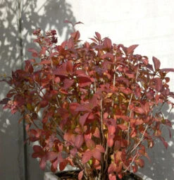 Bauernhortensie Tovelit 30-40cm - Hydrangea Macrophylla