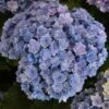 Bauernhortensie You&Me Together 40-60cm - Hydrangea Macrophylla