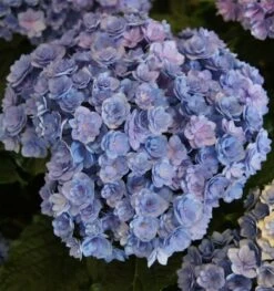 Bauernhortensie You&Me Together 40-60cm - Hydrangea Macrophylla