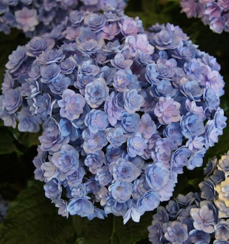 Bauernhortensie You&Me Together 40-60cm - Hydrangea Macrophylla 1 Bauernhortensie You&Me Together 40-60cm - Hydrangea Macrophylla