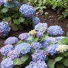 Bauernhortensie Ayesha 30-40cm - Hydrangea Macrophylla