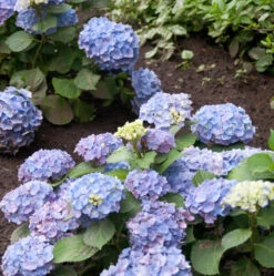 Bauernhortensie Ayesha 30-40cm - Hydrangea Macrophylla