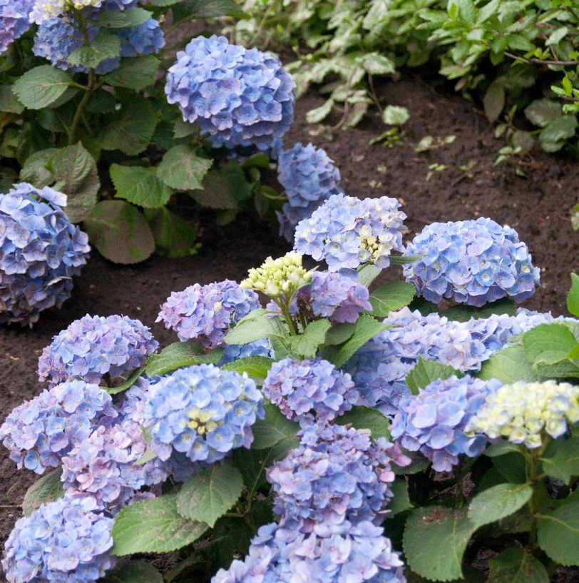Bauernhortensie Ayesha 30-40cm - Hydrangea Macrophylla 1 Bauernhortensie Ayesha 30-40cm - Hydrangea Macrophylla