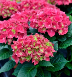 Bauernhortensie Kardinal 30-40cm - Hydrangea Macrophylla