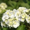 Bauernhortensie Lanarth White 30-40cm - Hydrangea Macrophylla