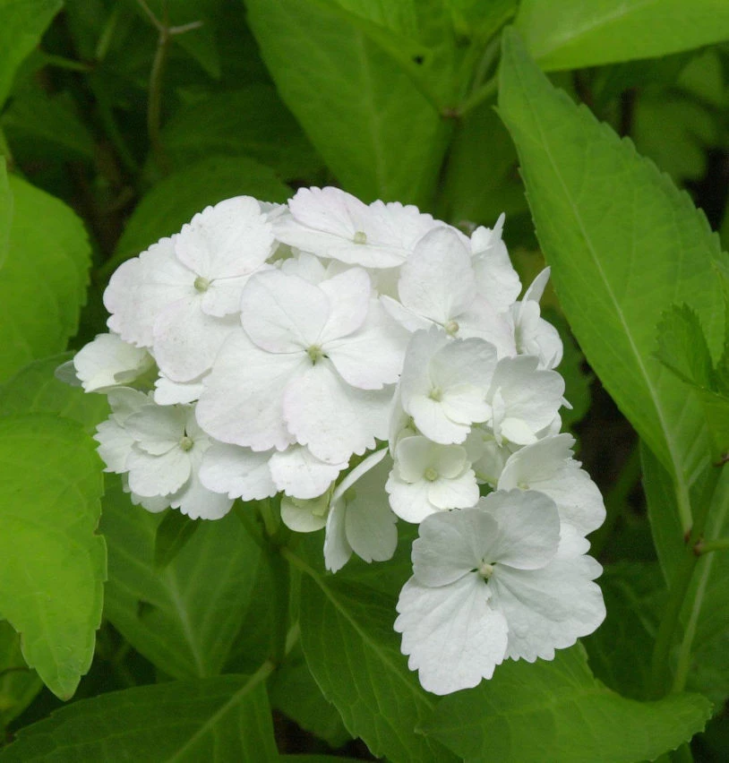 Bauernhortensie Nymphe 30-40cm - Hydrangea Macrophylla 1 Bauernhortensie Nymphe 30-40cm - Hydrangea Macrophylla