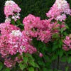 Rispenhortensie Bloody Merry 40-60cm - Hydrangea Paniculata
