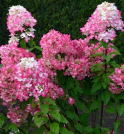 Rispenhortensie Bloody Merry 40-60cm - Hydrangea Paniculata