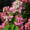 Rispenhortensie Fire Light 40-60cm - Hydrangea Paniculata