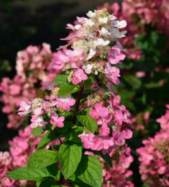 Hochstamm Rispenhortensie Fire Light 60-80cm - Hydrangea Paniculata