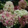 Rispenhortensie Graffiti® 40-60cm - Hydrangea Paniculata