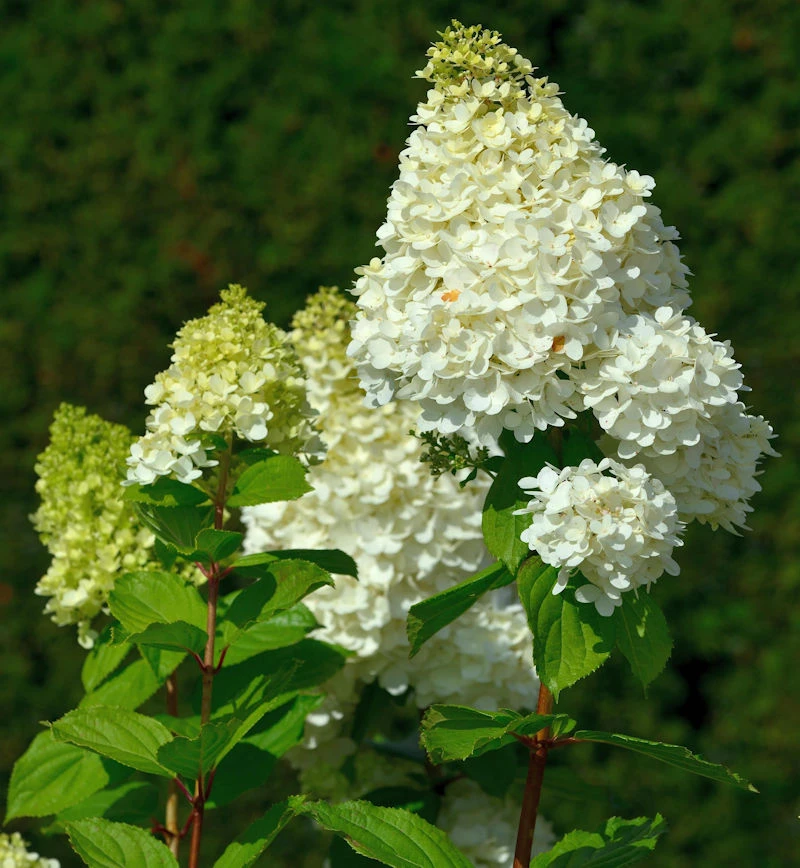 Hochstamm Rispenhortensie Hercules 80-100cm - Hydrangea Paniculata 1 Hochstamm Rispenhortensie Hercules 80-100cm - Hydrangea Paniculata