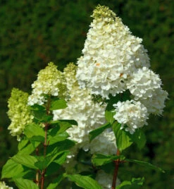 Rispenhortensie Hercules 30-40cm - Hydrangea Paniculata