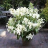 Rispenhortensie Levana® 60-80cm - Hydrangea Paniculata