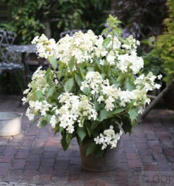 Hochstamm Rispenhortensie Levana® 80-100cm - Hydrangea Paniculata