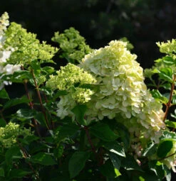 Rispenhortensie Little Blossom 40-60cm - Hydrangea Paniculata