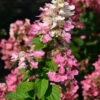Hochstamm Rispenhortensie Little Quick Fire® 60-80cm - Hydrangea Paniculata