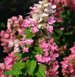 Hochstamm Rispenhortensie Little Quick Fire® 60-80cm - Hydrangea Paniculata