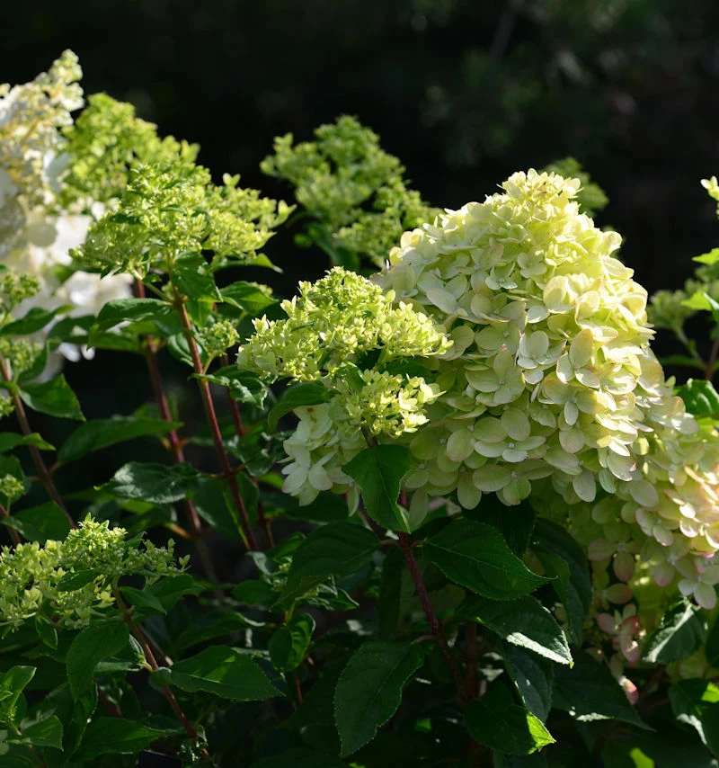 Rispenhortensie Little Lime® 30-40cm - Hydrangea Paniculata 1 Rispenhortensie Little Lime® 30-40cm - Hydrangea Paniculata